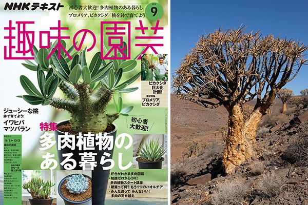 長田研さん秘蔵の自生地写真大公開！南アフリカとアメリカで見つけた多肉植物＜後編＞趣味の園芸9月号こぼれ話