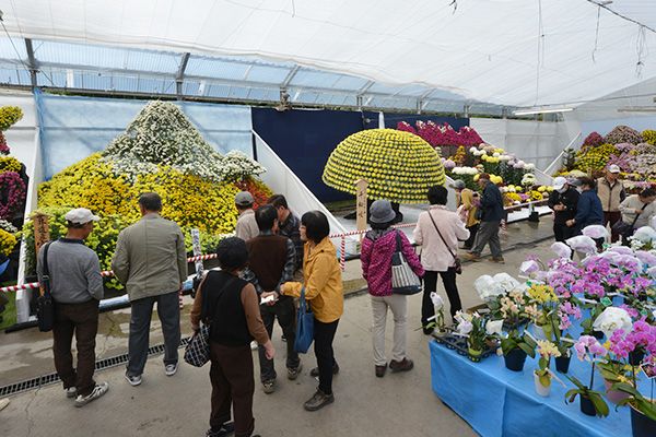 約30万本のキクが咲き競う、菊づくり日本一決定戦！「日本菊花全国大会」11月23日まで開催中