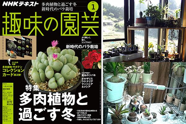 多肉の冬越し、みんなどうしてる？ みんなのアイデアを大公開！＜前編・室内で冬越しさせるときは......＞趣味の園芸1月号こぼれ話