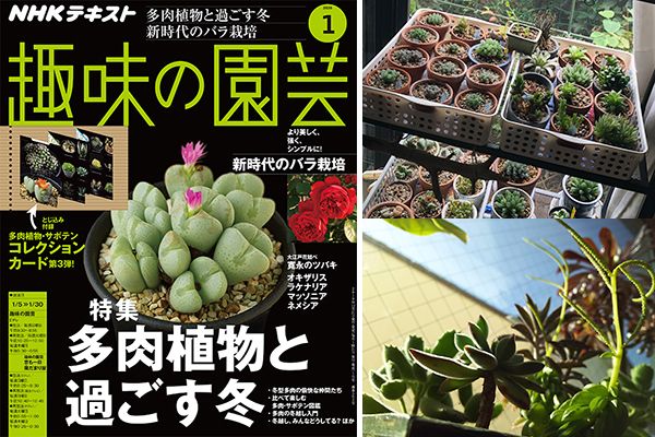 多肉の冬越し、みんなどうしてる？ みんなのアイデアを大公開！＜後編・たくさんの多肉が管理しやすくなるワザ＞趣味の園芸1月号こぼれ話