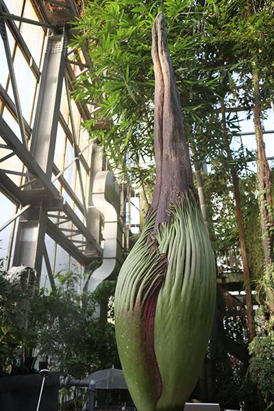 世界最大の「花」のひとつショクダイオオコンニャク、筑波実験植物園で開花直前！