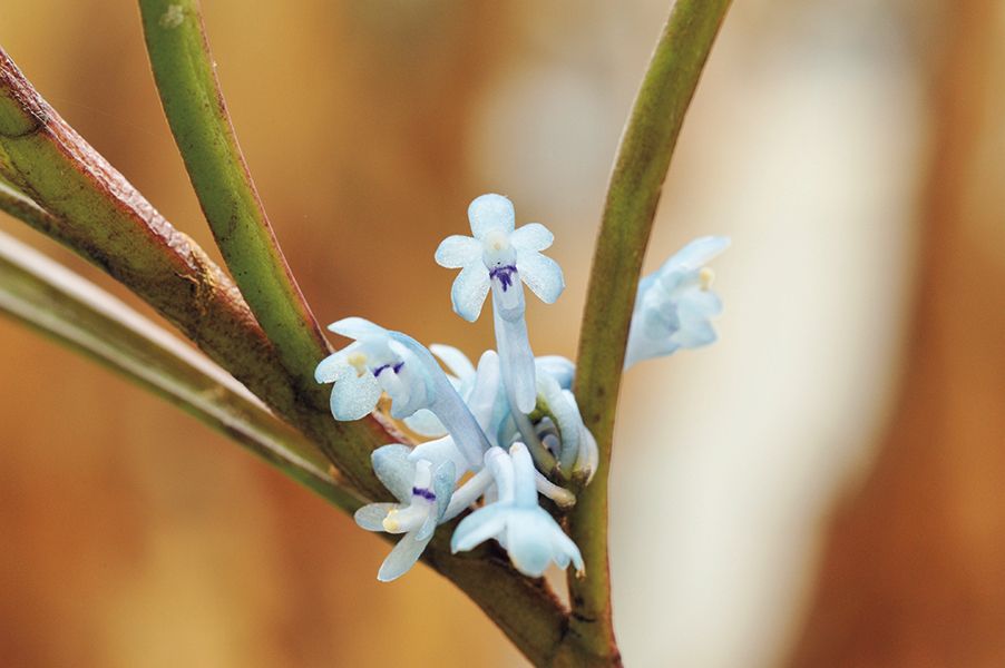 西日本最大規模のラン展！奇跡の星の植物館で「淡路夢舞台ラン展2020」開催中！