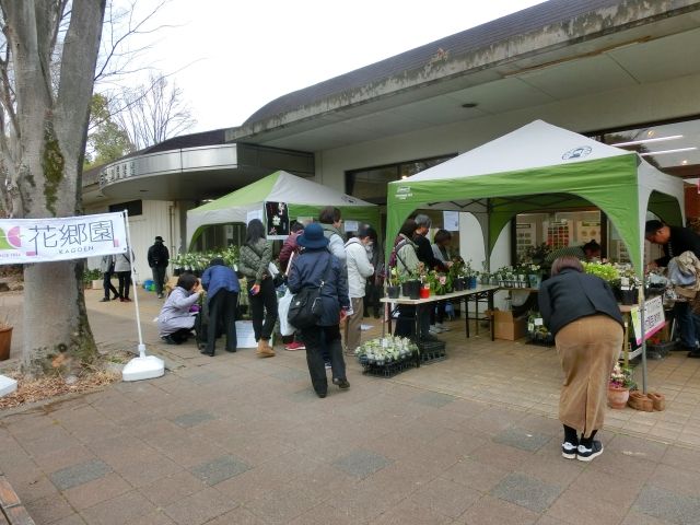 国営昭和記念公園の「クリスマスローズウィーク」3月20日～29日開催