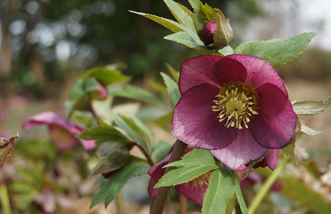 例年より早く春の花々が開花！国営越後丘陵公園でクリスマスローズやカタクリが見ごろに