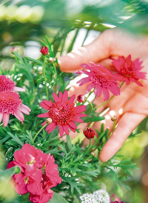 始めませんか？「植物」との暮らし《おとなの園芸入門》～好評発売中『趣味の園芸』4月号の注目特集