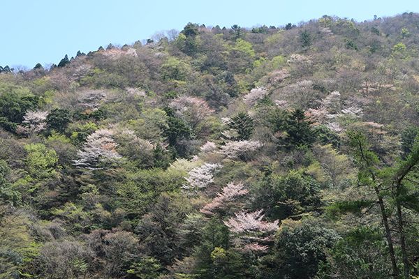 万葉時代のお花見はサクラよりもウメやモモだった!?～〈万葉の花〉第1回 サクラ