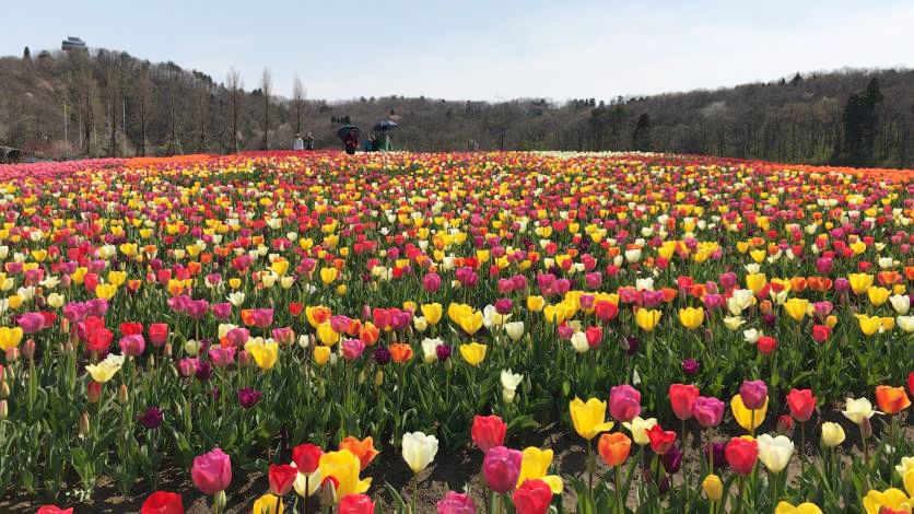 COVID-19収束への願いを込めて！ 国営越後丘陵公園スタッフがチューリップの花絵メッセージを制作！