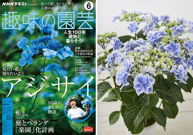 まだまだあります！今、手に入れたいアジサイ＜後編・進化するアジサイの多様な花姿に注目！＞～『趣味の園芸』6月号こぼれ話