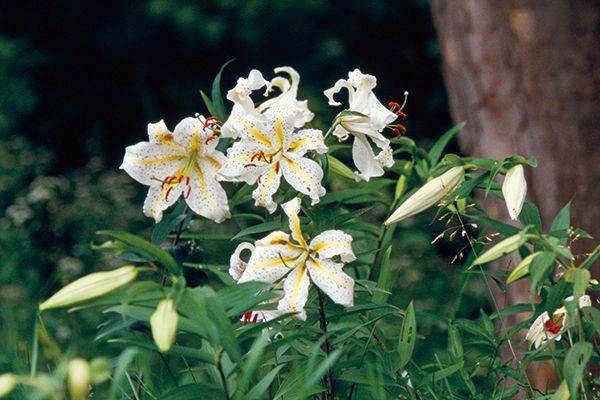 ユリ 清香の花は永遠に／夏バテ防止に！ モロヘイヤ＆ヒユナ【今週の番組情報6/14】