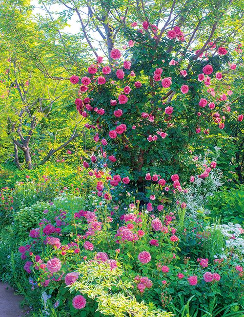 オンラインでバラ園散策！ 美しく咲き誇る、各地のバラの開花動画を紹介します！