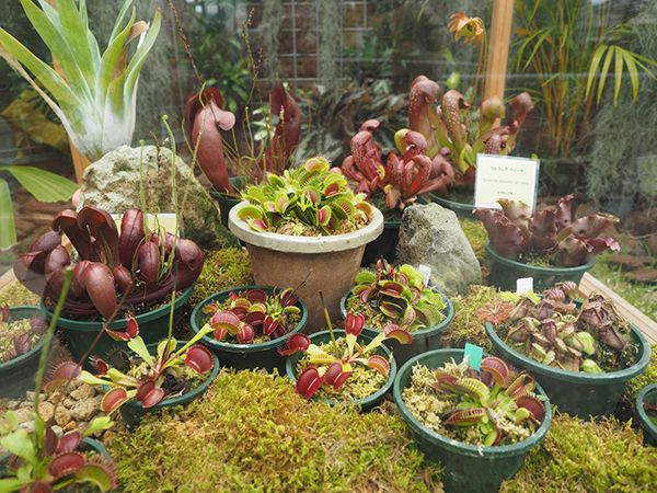 不思議な姿に目が釘づけ！兵庫県立フラワーセンターで「食虫植物特別展示」が開催中