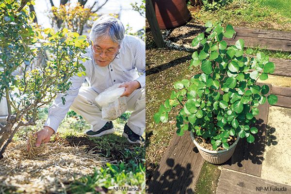 夏を乗り切る！バラの暑さ対策～連載「"レジェンド"鈴木満男さんに教わるバラ栽培の奥義」第5回（8月号）