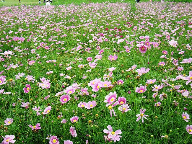 国営昭和記念公園でコスモスが見ごろに！植物園さんぽを楽しもう