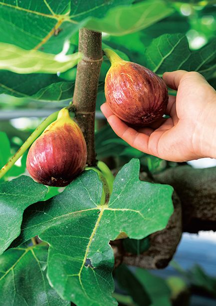 鉢でも庭でも初心者でも 至福の「果樹」生活～好評発売中『趣味の園芸』11月号の大特集