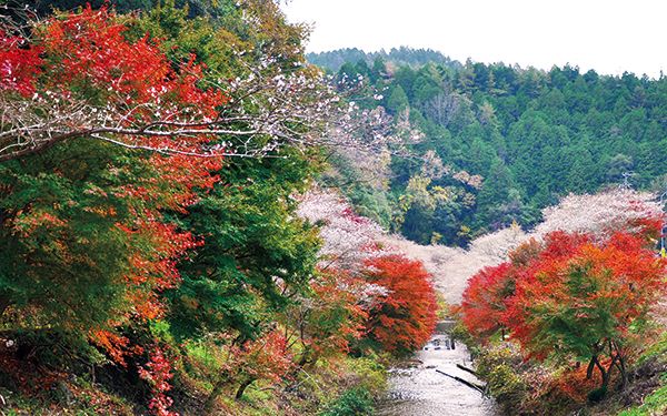 紅葉と四季桜の共演。小原四季桜の見ごろは11月中旬～下旬