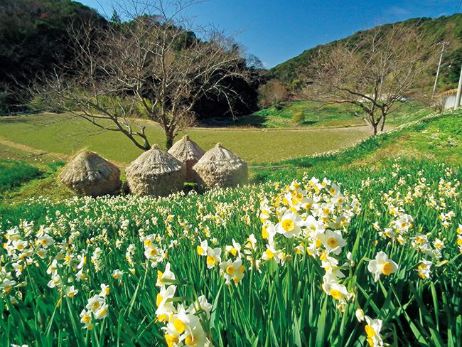 日本三大スイセンの群生地、千葉県鋸南町で「水仙まつり」がスタート