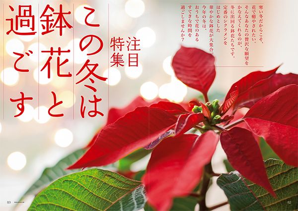 この冬は鉢花と過ごす～好評発売中『趣味の園芸』12月号の注目特集