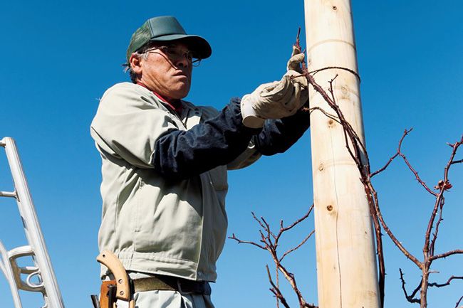 つるバラの誘引・剪定を極める～連載「"レジェンド"鈴木満男さんに教わるバラ栽培の奥義」第9回（12月号）