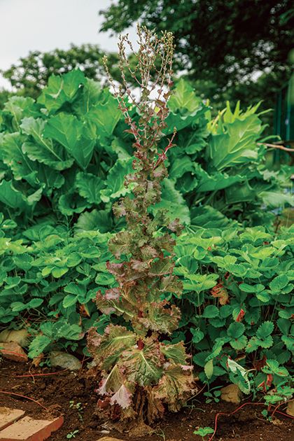 野菜の「とう立ち」って何？