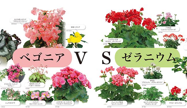 どっち植える？ ベゴニアvsゼラニウム／春夏野菜で ミニポタジェ【今週の番組情報4/25】