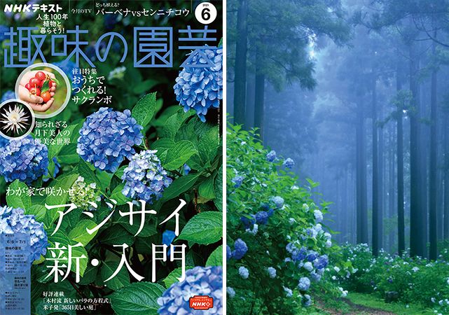 アジサイに精通、川原田邦彦さんに聞く。＜後編・お好きなアジサイスポット＞『趣味の園芸』6月号こぼれ話