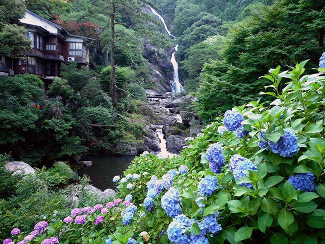 佐賀県・伊岐佐川の「見帰りの滝」アジサイの見ごろ 6月上旬～下旬