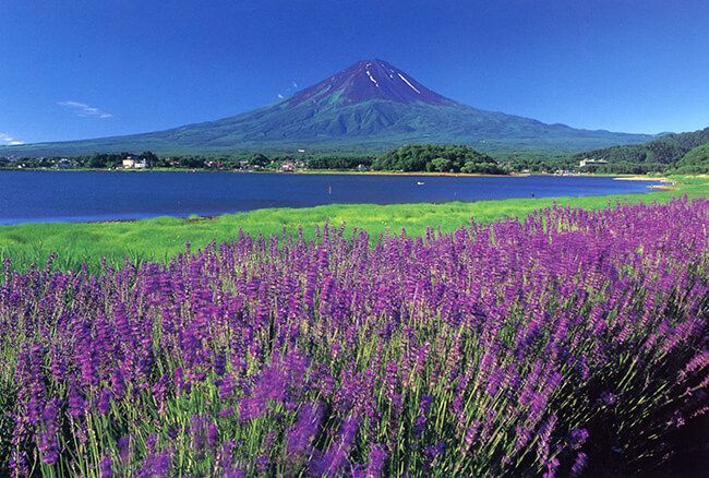 富士山とラベンダーの絶景「河口湖ハーブフェスティバル」6月19日～7月11日開催