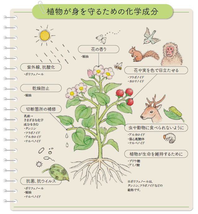 植物の化学成分とは何だろう？ 植物が生きるために備えているもの