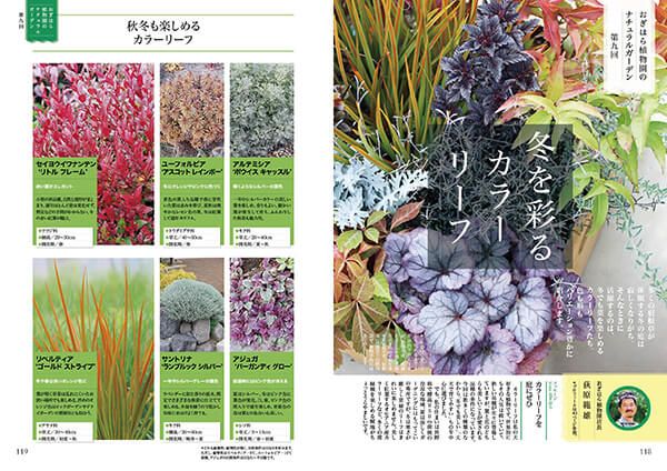 冬を彩るカラーリーフ～連載「おぎはら植物園のナチュラルガーデン」第9回（2021年12月号）