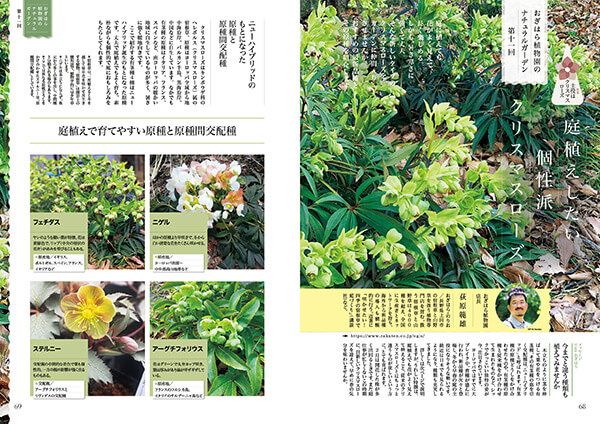 庭植えしたい個性派クリスマスローズ～連載「おぎはら植物園のナチュラルガーデン」第11回（2022年2月号）