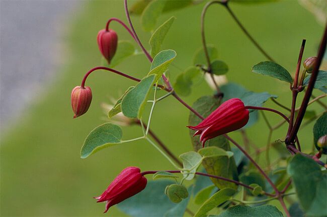 運命の花、クレマチスに出合える⁉～春の花々とクレマチス展から