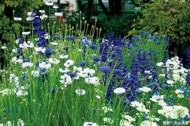 春こそ楽しみたいブルーガーデン！タネから育てる理想の「青い庭」