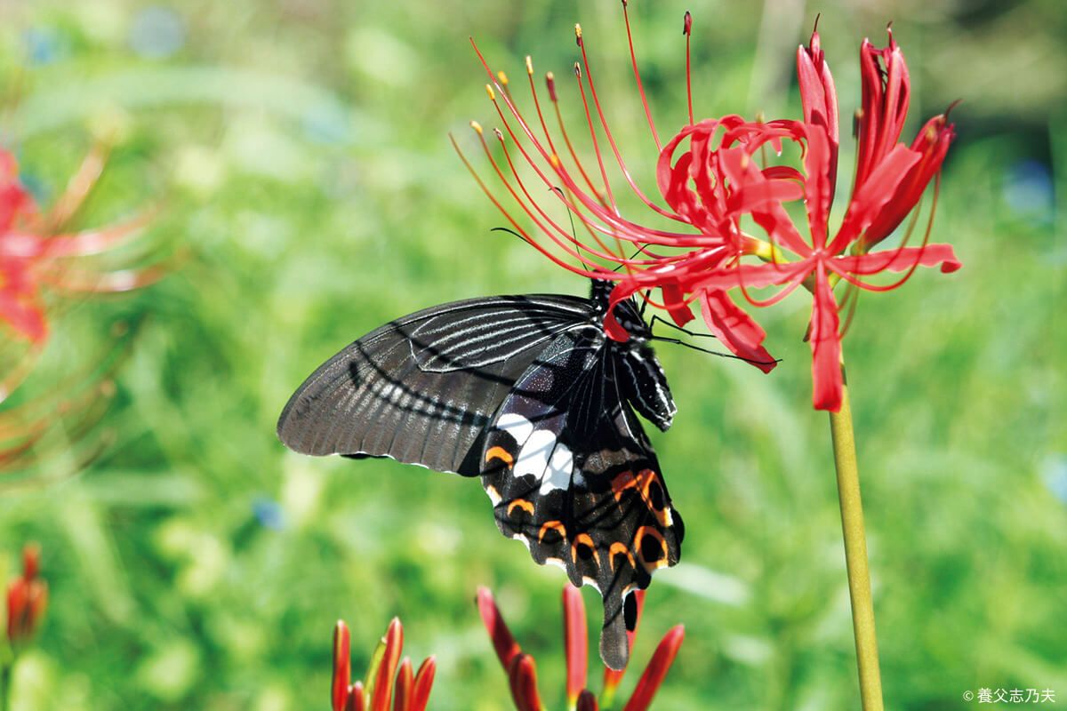 趣味の園芸「いきものパラダイス」オンラインセミナー〈第2回・鳥や蝶が好きな植物を植えよう！〉6月19日開催