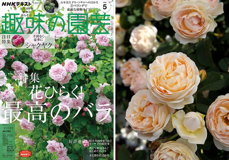 「銀河庭園」植栽担当に聞く〈ガーデンに咲くバラたち〉【趣味の園芸5月号こぼれ話・後編】