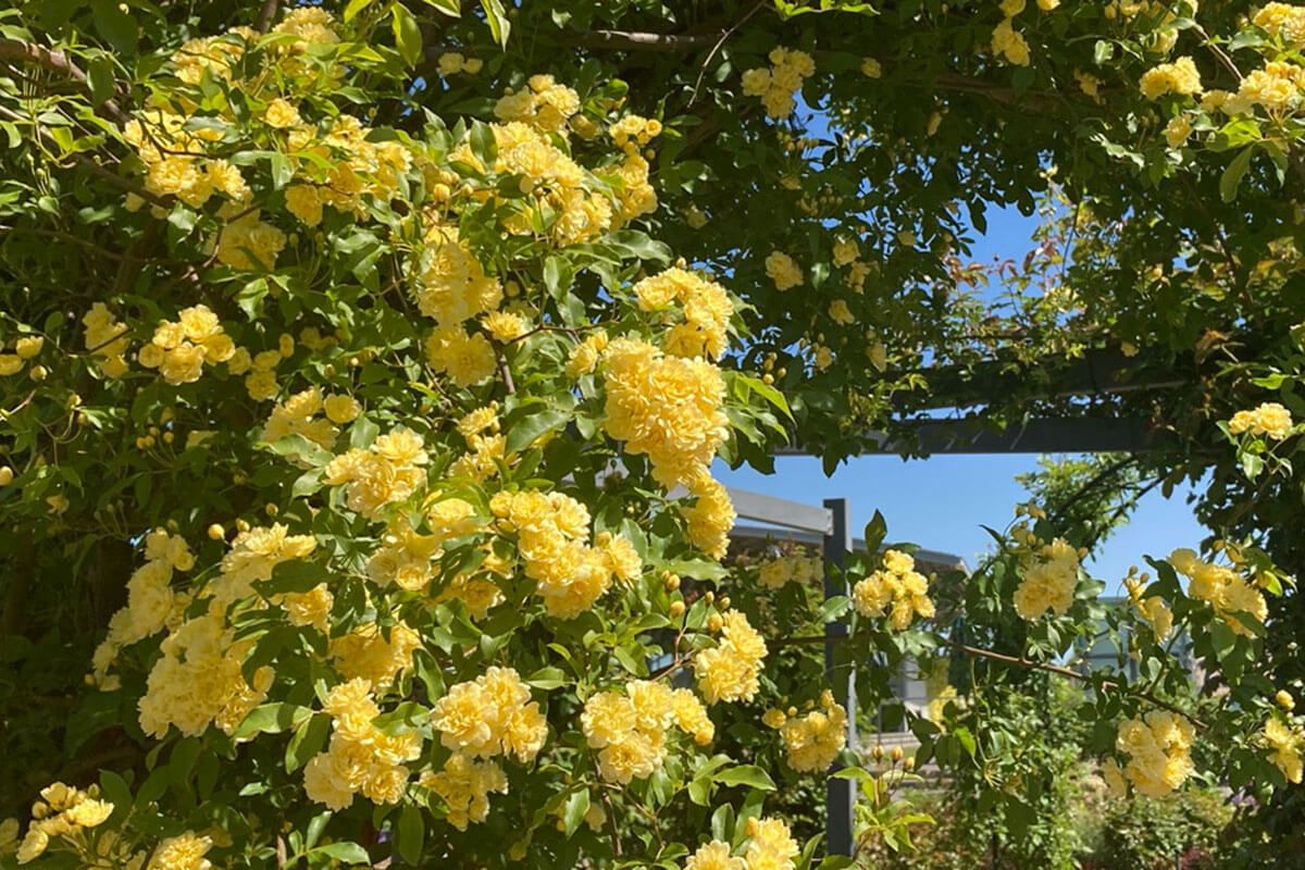 国営越後丘陵公園でモッコウバラが開花中！「香りのばらまつり」は5月28日から