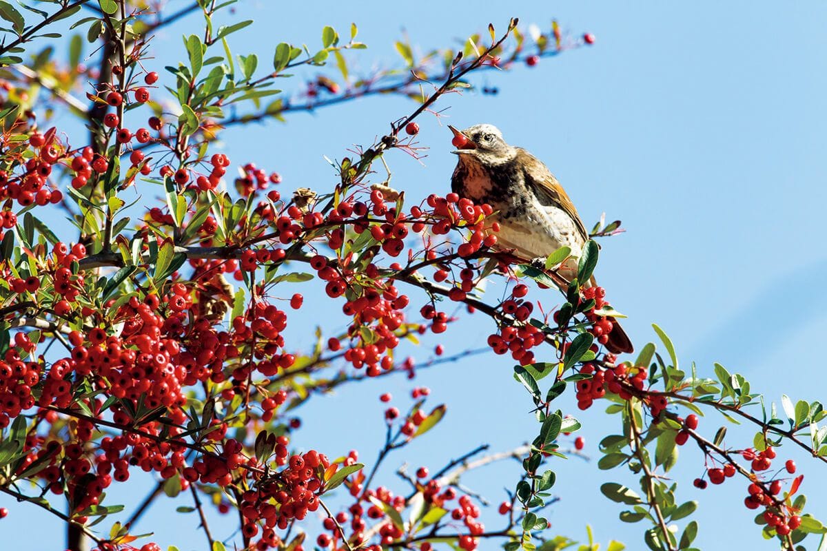 【6月12日放送テーマ】鳥や蝶が好きな植物を植えよう！／おいしく涼しいグリーンカーテン