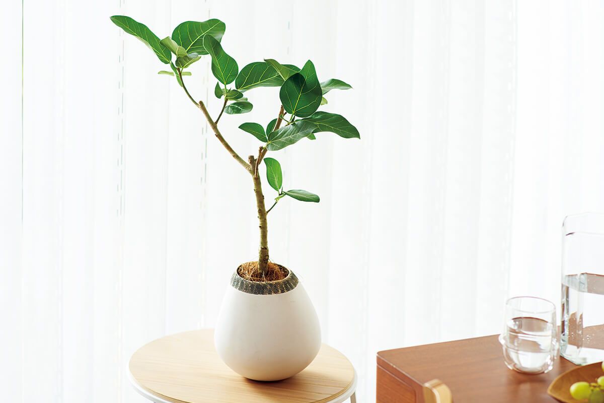 一鉢置くだけで部屋がおしゃれに！ 観葉植物 フィカス