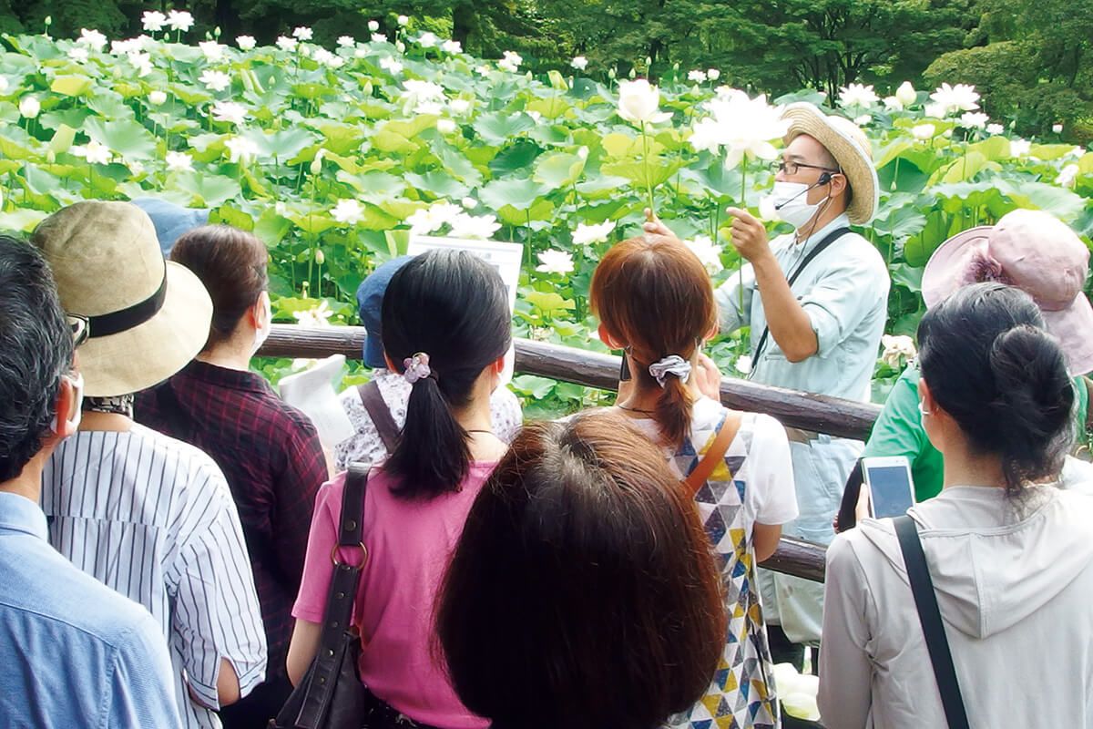 京都府立植物園「観蓮会～蓮を楽しむ3日間～」7月8日～10日開催