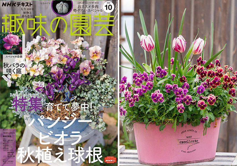 「より長く美しく、球根寄せ植えを楽しむ裏ワザありますか？」球根愛あふれる井上先生に聞いてみた！趣味の園芸10月号こぼれ話【後編】