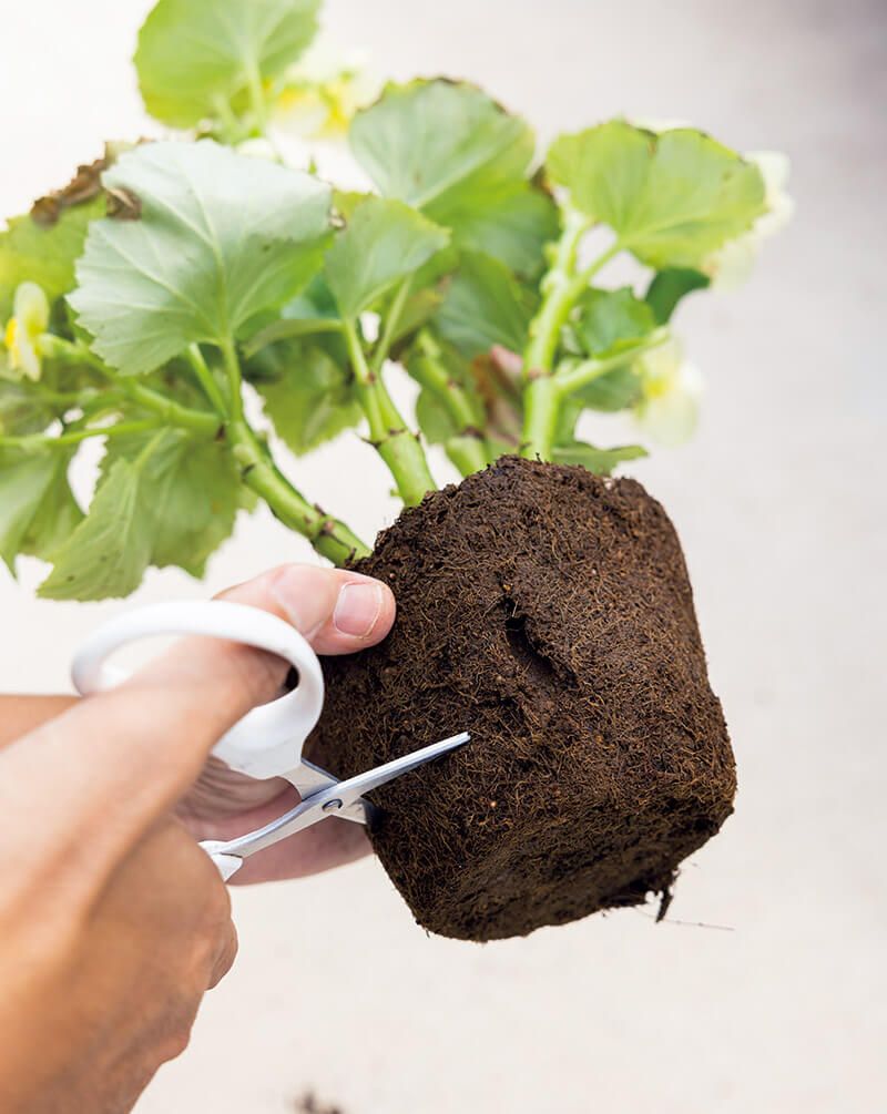 鉢植えあるある　どこまで大きくすればいいの？問題