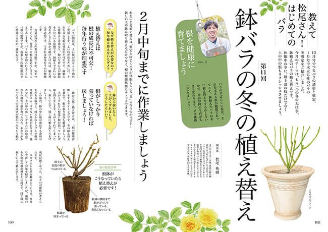 鉢バラの冬の植え替え～連載「教えて松尾さん！はじめてのバラ」第11回（2023年2月号）