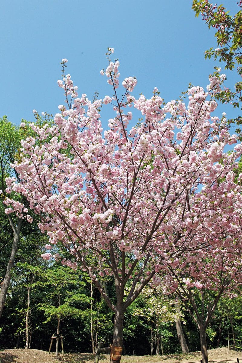 庭に植えて楽しめるサクラいろいろ～連載「木と暮らす12か月」第13回（2023年4月号）