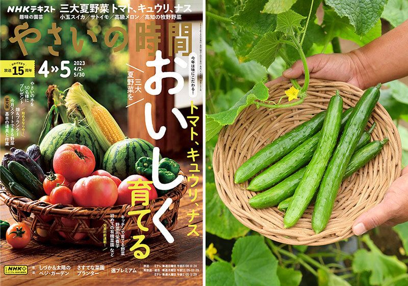 キュウリは遅植えが吉！ プロに教わるどっさり収穫のコツ【やさいの時間4・5月号こぼれ話】