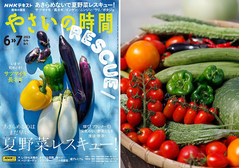 夏野菜を元気に育てるプロのコツ～基本のお手入れ3か条【やさいの時間6・7月号こぼれ話】