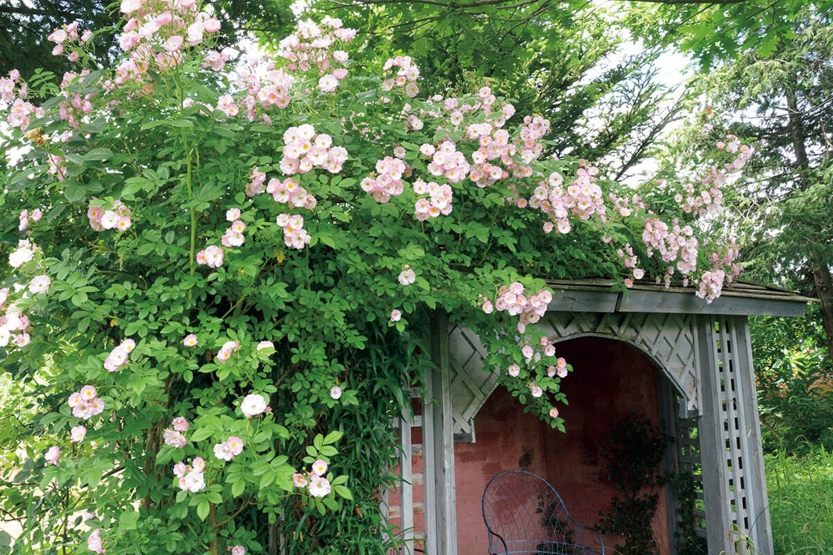 華やかににぎわう初夏の花園〈花も人ものびやかな庭〉6月