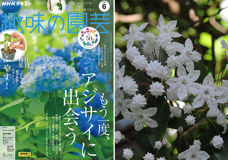 「日本一のアジサイ園」をもっと深掘り！アジサイだけじゃない、みちのく【趣味の園芸6月号こぼれ話・前編】