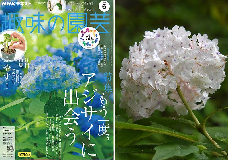 みちのくあじさい園の「誰にも見せていないアジサイ」【趣味の園芸6月号こぼれ話・後編】