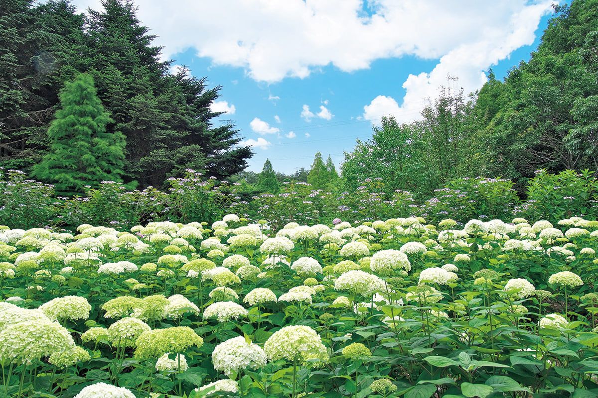 「森の中のあじさい散策」神戸市立森林植物園で6月10日～7月17日開催