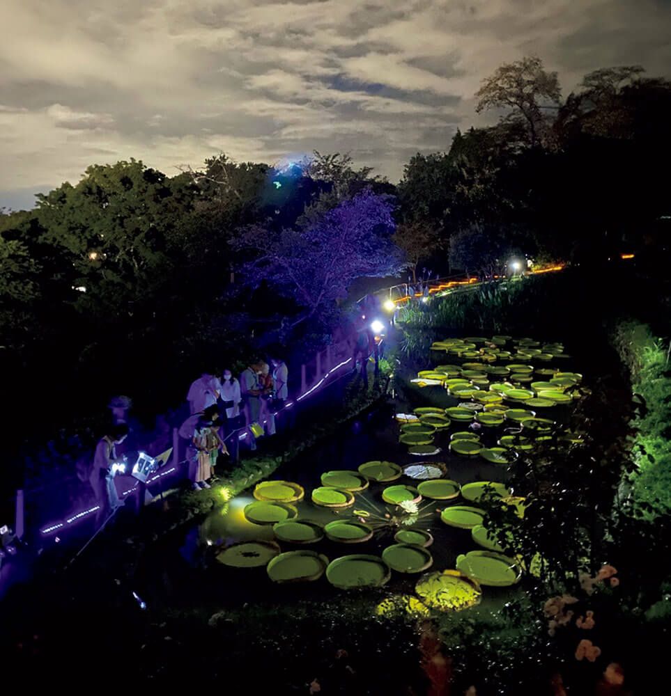 幻想的な夜の植物園へ！岡山市半田山植物園「ナイトガーデン 2023」9月8日～10日開催