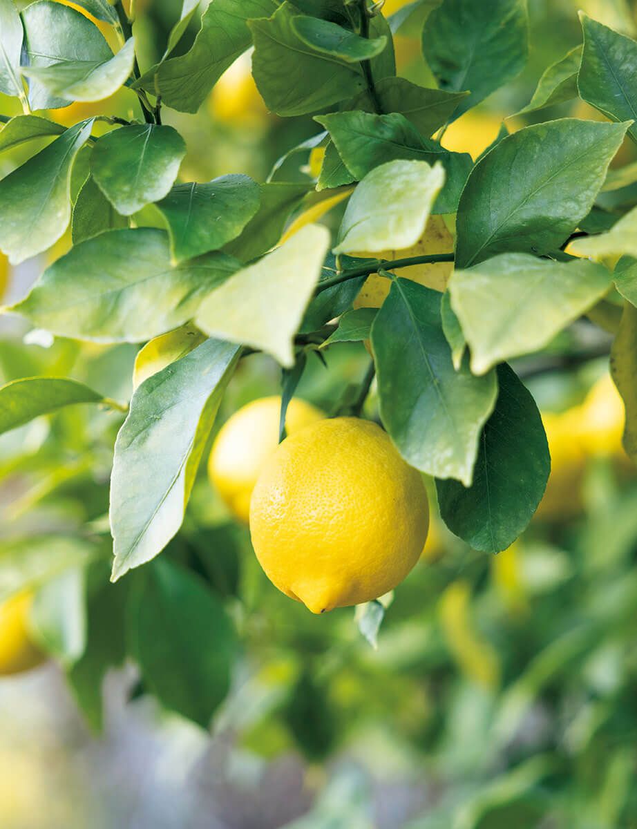 家庭で育てたい果樹、レモン。1本で実がなるの？よい苗木の選び方は ...